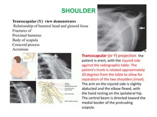 SHOULDER
Transscapular (or Y) projection the
patient is erect, with the injured side
against the radiographic table. The
patient's trunk is rotated approximately
20 degrees from the table to allow for
separation of the two shoulders (inset).
The arm on the injured side is slightly
abducted and the elbow flexed, with
the hand resting on the ipsilateral hip.
The central beam is directed toward the
medial border of the protruding
scapula.
Transscapular (Y) view demonstrates
Relationship of humeral head and glenoid fossa
Fractures of
Proximal humerus
Body of scapula
Coracoid process
Acromion
 