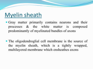 Myelin sheath
 Gray matter primarily contains neurons and their
processes & the white matter is composed
predominantly of...