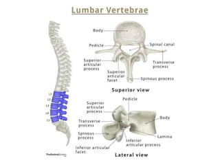 Radiology_of_the_Normal_Spine_with_Labeled_Images 083448 am_ba7915 ...