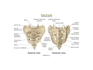 Radiology_of_the_Normal_Spine_with_Labeled_Images 083448 am_ba7915 ...