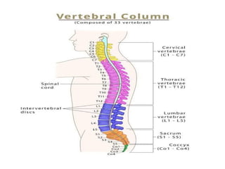 Radiology_of_the_Normal_Spine_with_Labeled_Images 083448 am_ba7915 ...