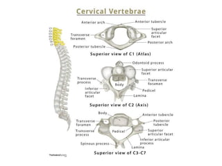 Radiology_of_the_Normal_Spine_with_Labeled_Images 083448 am_ba7915 ...