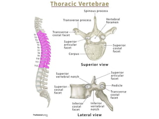 Radiology_of_the_Normal_Spine_with_Labeled_Images 083448 am_ba7915 ...
