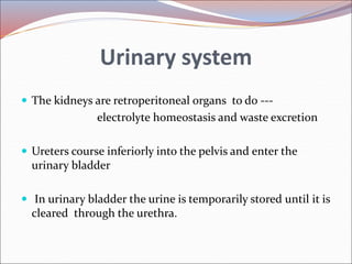 Radiology of urogenital systsm slide share Slide 3
