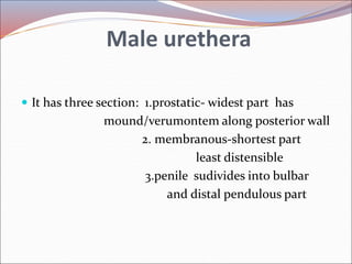 Radiology of urogenital systsm slide share Slide 8