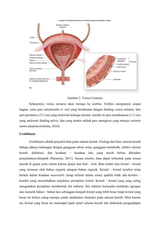 Gambar 2. Vesica Urinaria
Selanjutnya vesica urinaria akan menuju ke urethra. Urethra mempunyai empat
bagian, yaitu pars intramuralis (1 cm) yang berdekatan dengan dinding vesica urinaria, lalu
pars prostatica (3.5 cm) yang melewati kelenjar prostat, setelah itu pars membranosa (1-2 cm)
yang melewati dinding pelvis, dan yang terakir adalah pars spongiosa yang menuju ostiurm
uretra eksterna (Sobotta, 2010).
Urolithiasis
Urolithiasis adalah penyakit batu pada saluran kemih. Etiologi dari batu saluran kemih
diduga adanya hubungan dengan gangguan aliran urine, gangguan metabolik, infeksi saluran
kemih, dehidrasi, dan keadaan – keadaan lain yang masih belum diketahui
penyebabnya/idiopatik (Purnomo, 2011). Secara teoritis, batu dapat terbentuk pada semua
daerah di ginjal yaitu sistem kalises ginjal atau buli – buli. Batu terdiri atas kristal – kristal
yang tersusun oleh bahan organik ataupun bahan organik. Kristal – kristal tersebut tetap
berada dalam keadaan metastable (tetap terlarut dalam urine) apabila tidak ada kondisi –
kondisi yang menyebabkan terjadinya presipitasi kristal. Kristal – kristal yang yang saling
mengadakan presipitasi membentuk inti nukleus. Inti nukleus kemuadia melakuka agregasi
dan menarik bahan – bahan lain sehinggan menjadi kristal yang lebih besar tetapi kristal yang
besar ini belum cukup mampu untuk melakukan obstruksi pada saluran kemih. Oleh karena
itu, kristal yang besar ini menempel pada epitel saluran kemih dan dilakukan pengendapan
 
