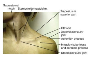Subciliary Ridge Comprehensive Radiology and Surface Anatomy of Upper and Lower Limbs | PPTX