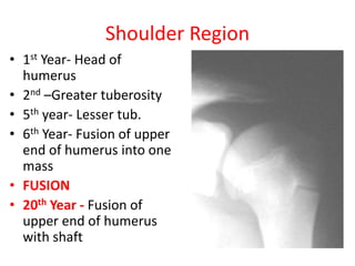 Shoulder Region
• 1st Year- Head of
humerus
• 2nd –Greater tuberosity
• 5th year- Lesser tub.
• 6th Year- Fusion of upper
end of humerus into one
mass
• FUSION
• 20th Year - Fusion of
upper end of humerus
with shaft
 