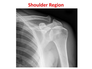 Shoulder Region
 