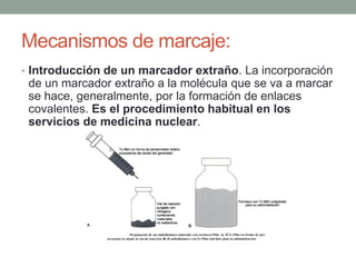 Mecanismos de marcaje:
• Introducción de un marcador extraño. La incorporación
de un marcador extraño a la molécula que se va a marcar
se hace, generalmente, por la formación de enlaces
covalentes. Es el procedimiento habitual en los
servicios de medicina nuclear.
 