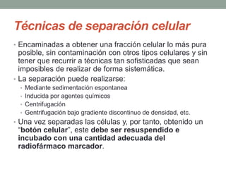 Técnicas de separación celular
• Encaminadas a obtener una fracción celular lo más pura
posible, sin contaminación con otros tipos celulares y sin
tener que recurrir a técnicas tan sofisticadas que sean
imposibles de realizar de forma sistemática.
• La separación puede realizarse:
• Mediante sedimentación espontanea
• Inducida por agentes químicos
• Centrifugación
• Gentrifugación bajo gradiente discontinuo de densidad, etc.
• Una vez separadas las células y, por tanto, obtenido un
―botón celular‖, este debe ser resuspendido e
incubado con una cantidad adecuada del
radiofármaco marcador.
 