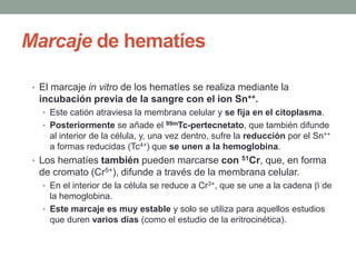 Marcaje de hematíes
• El marcaje in vitro de los hematíes se realiza mediante la
incubación previa de la sangre con el ion Sn++.
• Este catión atraviesa la membrana celular y se fija en el citoplasma.
• Posteriormente se añade el 99mTc-pertecnetato, que también difunde
al interior de la célula, y, una vez dentro, sufre la reducción por el Sn++
a formas reducidas (Tc4+) que se unen a la hemoglobina.
• Los hematíes también pueden marcarse con 51Cr, que, en forma
de cromato (Cr5+), difunde a través de la membrana celular.
• En el interior de la célula se reduce a Cr3+, que se une a la cadena de
la hemoglobina.
• Este marcaje es muy estable y solo se utiliza para aquellos estudios
que duren varios días (como el estudio de la eritrocinética).
 