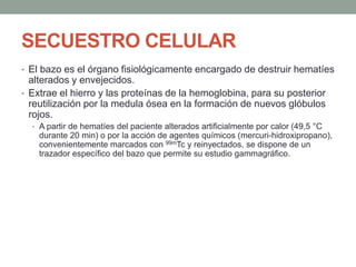 SECUESTRO CELULAR
• El bazo es el órgano fisiológicamente encargado de destruir hematíes
alterados y envejecidos.
• Extrae el hierro y las proteínas de la hemoglobina, para su posterior
reutilización por la medula ósea en la formación de nuevos glóbulos
rojos.
• A partir de hematíes del paciente alterados artificialmente por calor (49,5 °C
durante 20 min) o por la acción de agentes químicos (mercuri-hidroxipropano),
convenientemente marcados con 99mTc y reinyectados, se dispone de un
trazador específico del bazo que permite su estudio gammagráfico.
 