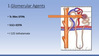 1.Glomerular Agents
• Tc 99m DTPA
• 51Cr-EDTA
• I 125 Iothalamate
 