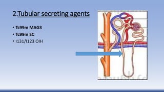 2.Tubular secreting agents
• Tc99m MAG3
• Tc99m EC
• I131/I123 OIH
 