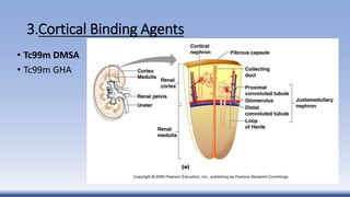 3.Cortical Binding Agents
• Tc99m DMSA
• Tc99m GHA
 