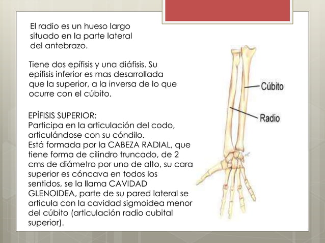 Donde Se Encuentra El Hueso Radio