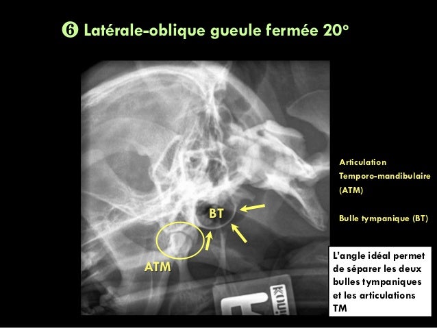 Animages Radiographies Du Crane Les Positions Chez Le Chien