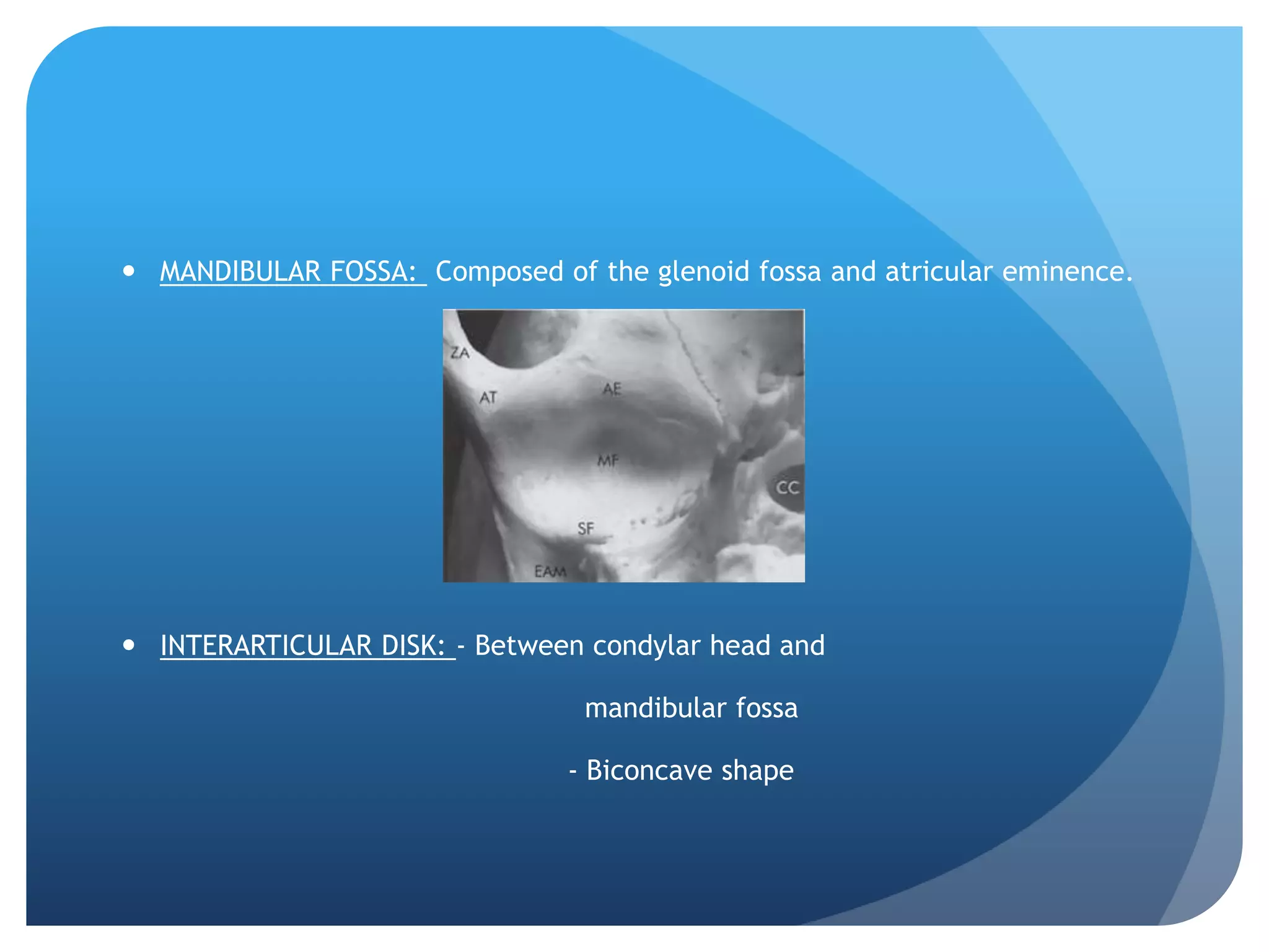  MANDIBULAR FOSSA: Composed of the glenoid fossa and atricular eminence.




 INTERARTICULAR DISK: - Between condylar head and

                                 mandibular fossa

                                - Biconcave shape
 