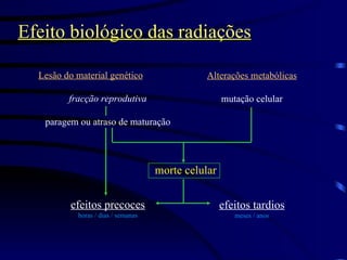 Lesão do material genético fracção reprodutiva paragem ou atraso de maturação efeitos precoces horas / dias / semanas Efeito biológico das radiações Alterações metabólicas mutação celular efeitos tardios meses / anos morte celular 
