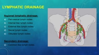 LYMPHATIC DRAINAGE
Regional lymphatic drainage:
a) Peri-vesical lymph nodes
b) Internal iliac lymph nodes
c) External iliac lymph nodes
d) Sacral lymph nodes
e) Obturator lymph nodes
Secondary drainage:
a) Common iliac lymph nodes
 