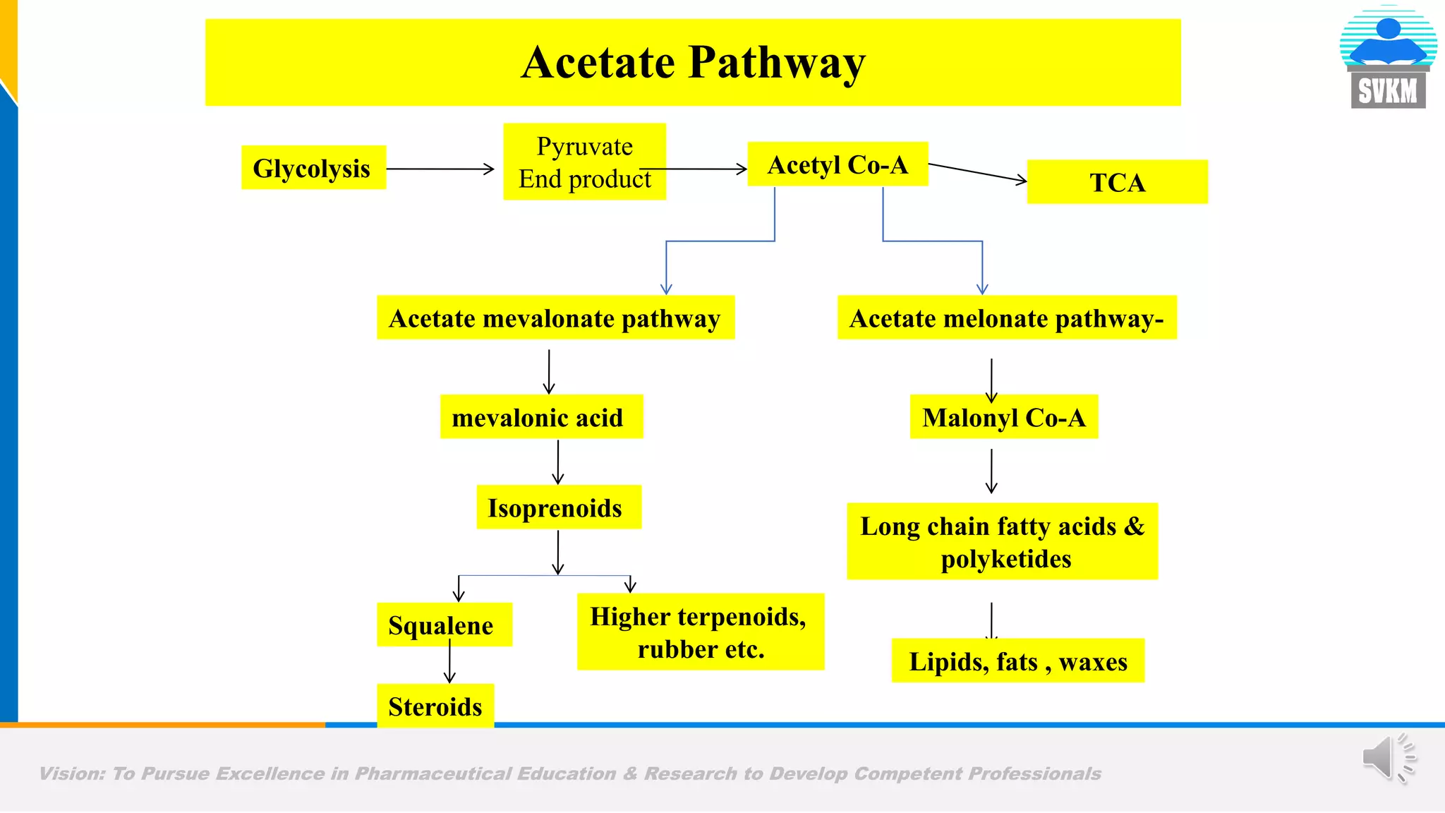 Vision: To Pursue Excellence in Pharmaceutical Education & Research to Develop Competent Professionals
Acetate Pathway
Glycolysis
Pyruvate
End product
Acetyl Co-A
TCA
Acetate mevalonate pathway Acetate melonate pathway-
mevalonic acid Malonyl Co-A
Higher terpenoids,
rubber etc.
Long chain fatty acids &
polyketides
Isoprenoids
Squalene
Steroids
Lipids, fats , waxes
 