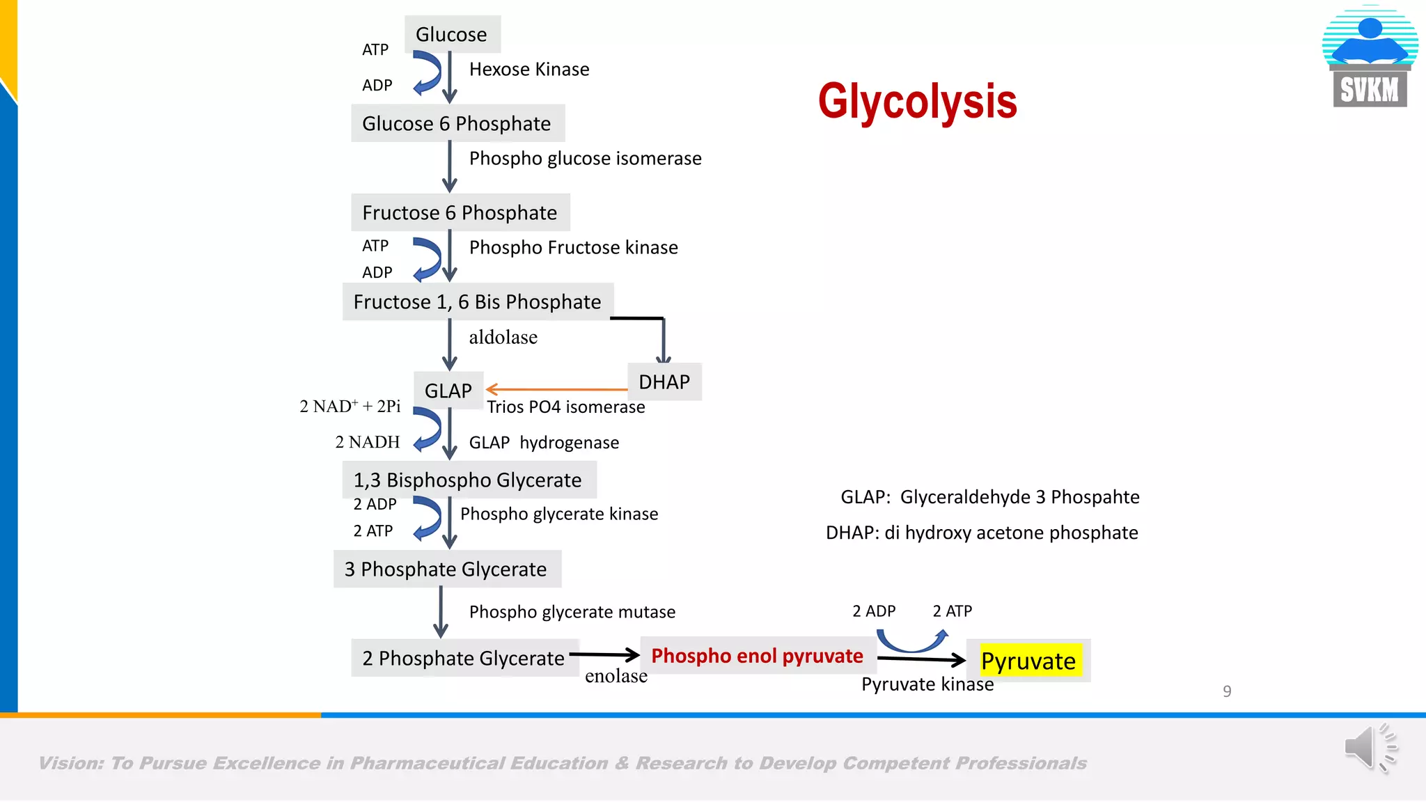 Vision: To Pursue Excellence in Pharmaceutical Education & Research to Develop Competent Professionals
9
Glycolysis
Glucose
Hexose Kinase
ATP
ADP
Glucose 6 Phosphate
Phospho glucose isomerase
Fructose 6 Phosphate
Phospho Fructose kinase
ATP
ADP
Fructose 1, 6 Bis Phosphate
GLAP DHAP
Trios PO4 isomerase
1,3 Bisphospho Glycerate
2 NAD+ + 2Pi
2 NADH
3 Phosphate Glycerate
Phospho glycerate kinase
2 ATP
2 ADP
2 Phosphate Glycerate
Phospho glycerate mutase
Phospho enol pyruvate
enolase
Pyruvate
Pyruvate kinase
2 ATP
2 ADP
aldolase
GLAP hydrogenase
DHAP: di hydroxy acetone phosphate
GLAP: Glyceraldehyde 3 Phospahte
 