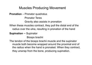 RADIOULNAR JOINTS.pdf.................... | PPT