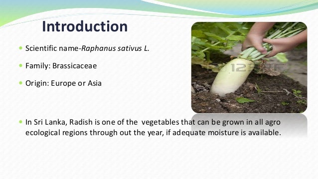 Radish Radish