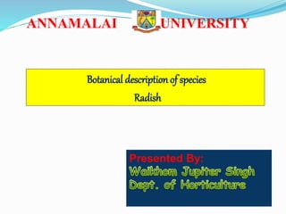 Presented By:
ANNAMALAI UNIVERSITY
Botanical description of species
Radish
 