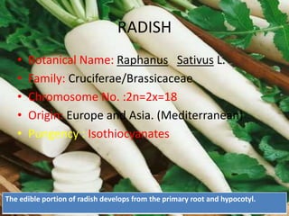 RADISH
• Botanical Name: Raphanus Sativus L.
• Family: Cruciferae/Brassicaceae
• Chromosome No. :2n=2x=18
• Origin: Europe and Asia. (Mediterranean)
• Pungency : Isothiocyanates
The edible portion of radish develops from the primary root and hypocotyl.
 