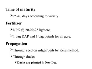 Time of maturity
25-40 days according to variety.
Fertilizer
NPK @ 20-20-25 kg/acre.
1 bag DAP and 1 bag potash for an acre.
Propagation
Through seed on ridges/beds by Kera method.
Through ducks
Ducks are planted in Nov-Dec.
 