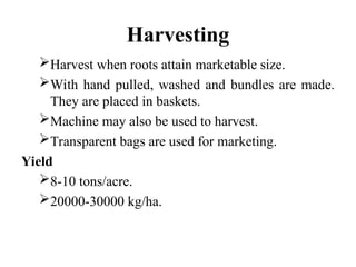 Harvesting
Harvest when roots attain marketable size.
With hand pulled, washed and bundles are made.
They are placed in baskets.
Machine may also be used to harvest.
Transparent bags are used for marketing.
Yield
8-10 tons/acre.
20000-30000 kg/ha.
 
