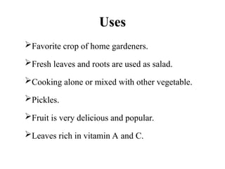 Uses
Favorite crop of home gardeners.
Fresh leaves and roots are used as salad.
Cooking alone or mixed with other vegetable.
Pickles.
Fruit is very delicious and popular.
Leaves rich in vitamin A and C.
 