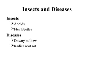 Insects and Diseases
Insects
Aphids
Flea Beetles
Diseases
Downy mildew
Radish root rot
 