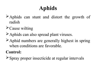Aphids
Aphids can stunt and distort the growth of
radish
Cause wilting
Aphids can also spread plant viruses.
Aphid numbers are generally highest in spring
when conditions are favorable.
Control:
Spray proper insecticide at regular intervals
 