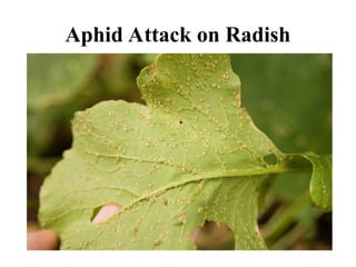 Aphid Attack on Radish
 