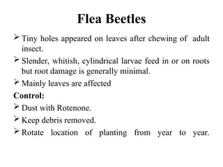 Flea Beetles
 Tiny holes appeared on leaves after chewing of adult
insect.
 Slender, whitish, cylindrical larvae feed in or on roots
but root damage is generally minimal.
 Mainly leaves are affected
Control:
 Dust with Rotenone.
 Keep debris removed.
 Rotate location of planting from year to year.
 