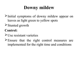 Downy mildew
Initial symptoms of downy mildew appear on
leaves as light green to yellow spots
Stunted growth
Control:
Use resistant varieties
Ensure that the right control measures are
implemented for the right time and conditions
 