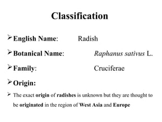 Classification
English Name: Radish
Botanical Name: Raphanus sativus L.
Family: Cruciferae
Origin:
 The exact origin of radishes is unknown but they are thought to
be originated in the region of West Asia and Europe
 