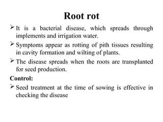 Root rot
 It is a bacterial disease, which spreads through
implements and irrigation water.
 Symptoms appear as rotting of pith tissues resulting
in cavity formation and wilting of plants.
 The disease spreads when the roots are transplanted
for seed production.
Control:
 Seed treatment at the time of sowing is effective in
checking the disease
 