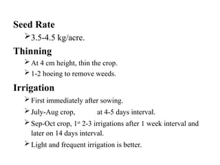Seed Rate
3.5-4.5 kg/acre.
Thinning
At 4 cm height, thin the crop.
1-2 hoeing to remove weeds.
Irrigation
First immediately after sowing.
July-Aug crop, at 4-5 days interval.
Sep-Oct crop, 1st
2-3 irrigations after 1 week interval and
later on 14 days interval.
Light and frequent irrigation is better.
 