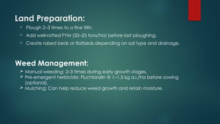 Fym Well Rotted Radish& beetroot.pptx for B.sc Agriculture Students for Subject PTVS | PPTX