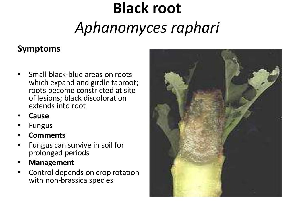 Radish diseases A lecture on ToT training of FFS By Mr Allah Dad Kh…