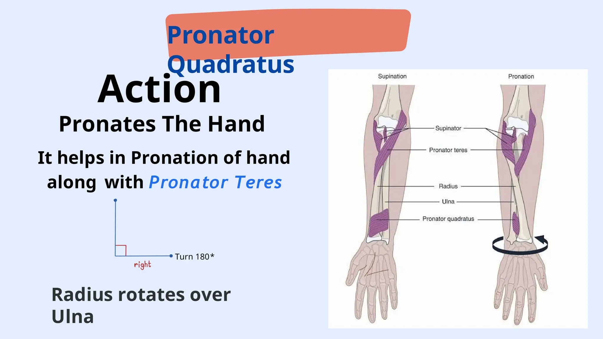 RADIUS BONE Anatomy(02,15,45,51) (1).pptx
