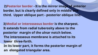RADIUS BONE Anatomy(02,15,45,51) (1).pptx