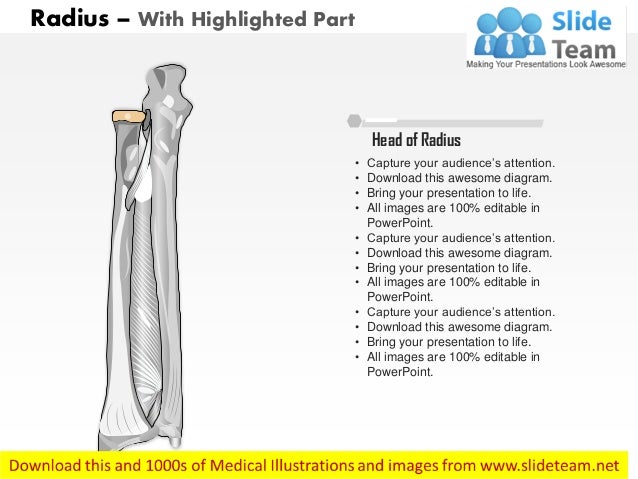 Radius anterior view medical images for power point
