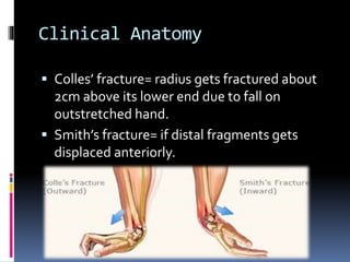 Clinical Anatomy
 Colles’ fracture= radius gets fractured about
2cm above its lower end due to fall on
outstretched hand.
 Smith’s fracture= if distal fragments gets
displaced anteriorly.
 