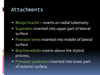 Attachments
 Biceps brachii – inserts on radial tuberosity
 Supinator-inserted into upper part of lateral
surface
 Pronator teres-inserted into middle of lateral
surface
 Brachioradialis-inserts above the styloid
process,
 Pronator quadratus-inserted into lower part
of anterior surface.
 