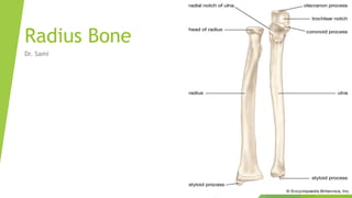 Radius Bone
Dr. Sami
 